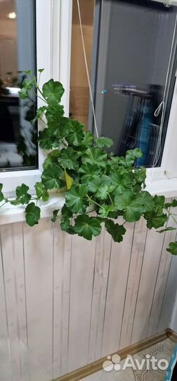 Герань пеларгония ампельная