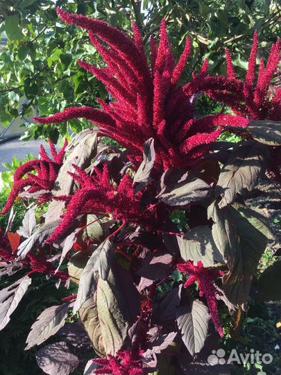 Растения садовые