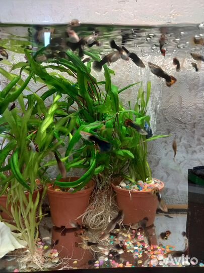 Аквариумные рыбки