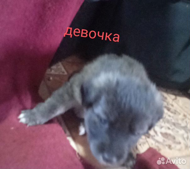 Собака в добрые руки щенок