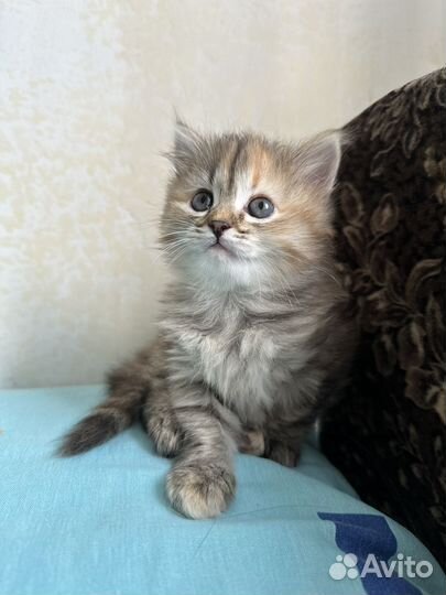 Котенок