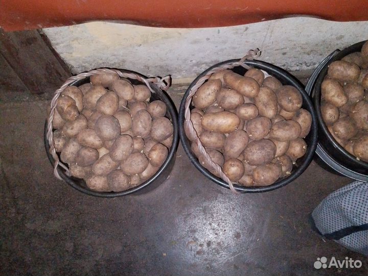 Продам картофель домашний
