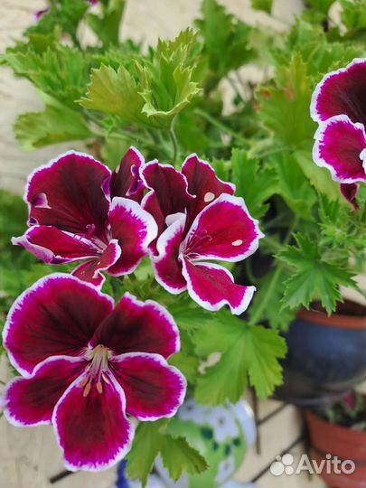 Комнатные и садовые растения