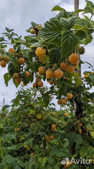 Саженцы малины 