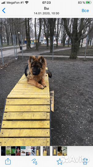 Дрессировка и передержка собак всех пород