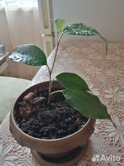 Фикус бенджамина