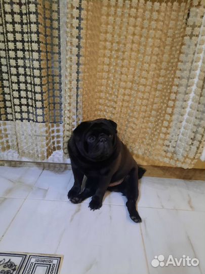 Мопс вязка мальчик