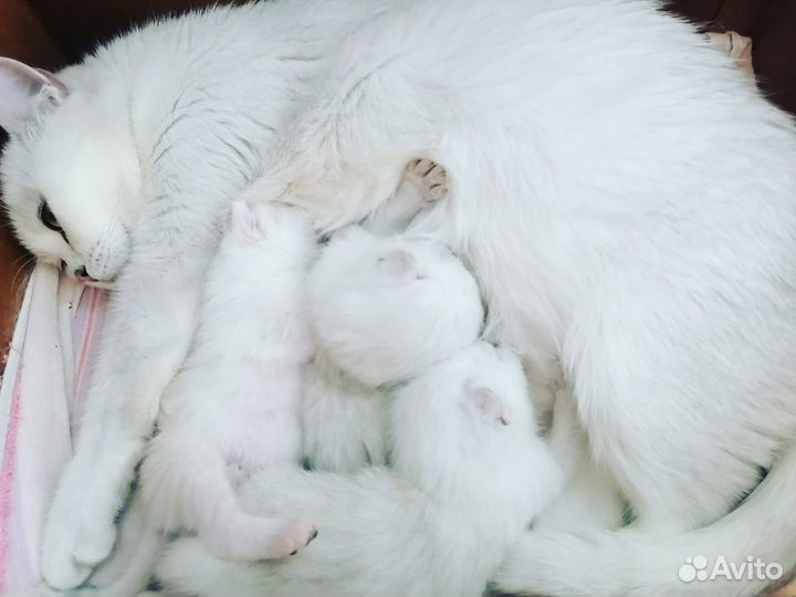 Шиншиловые котята