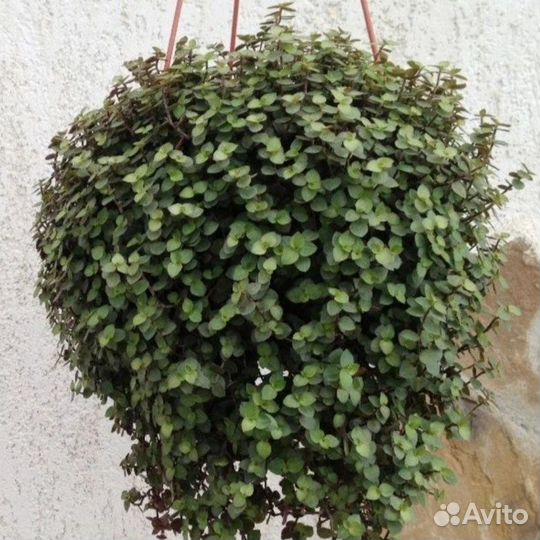 Традесканция мелколистная коллизия ампельная