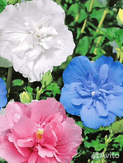 Семена сирийского гибискуса Пинк, Блуе Чиффон