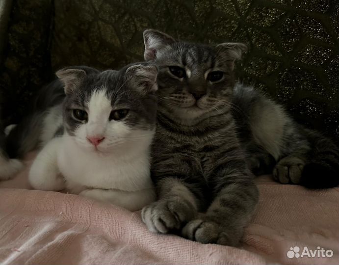 Котики (мальчики) в добрые руки