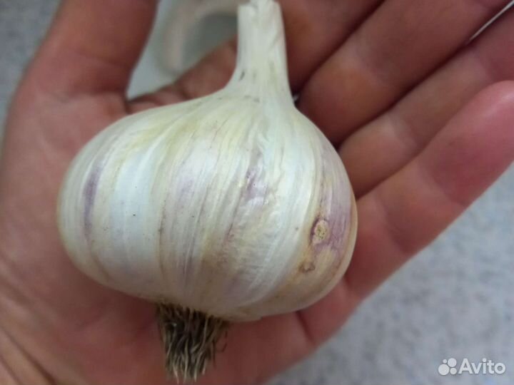 Чеснок крупный