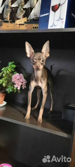 Вязка той-терьер