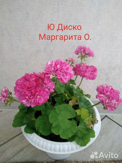 Пеларгония