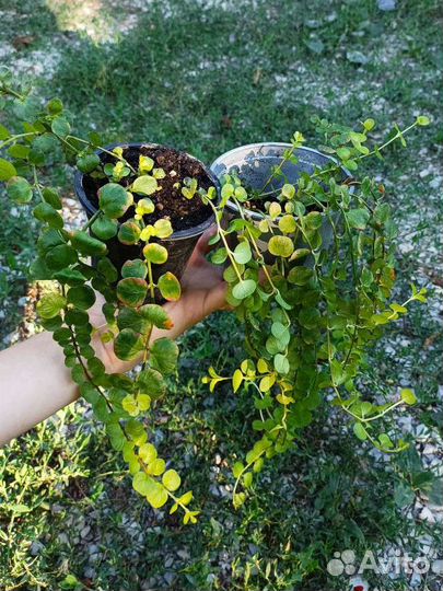 Вербейник монетчатый