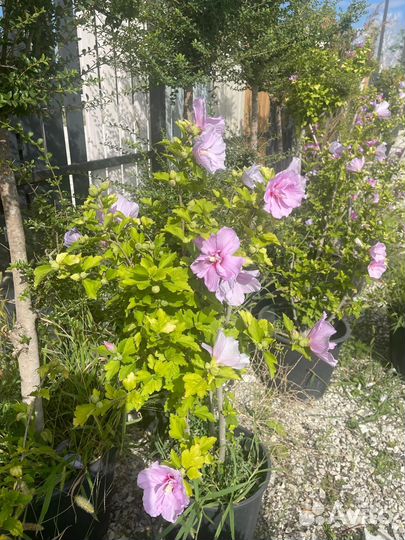 Саженцы гибискуса