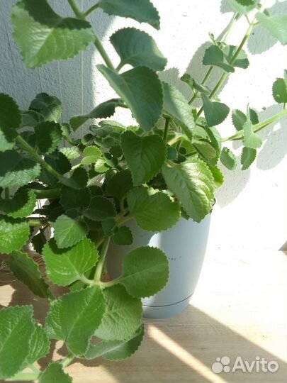 Мята комнатная или шпороцветник ароматный