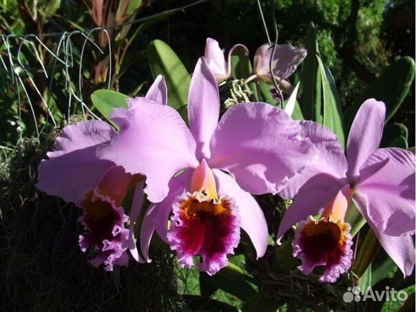 Cattleya, Laelia