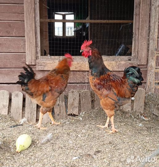 Петух Кучинский