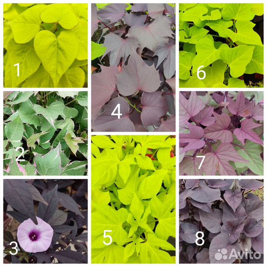 Ипомея батат