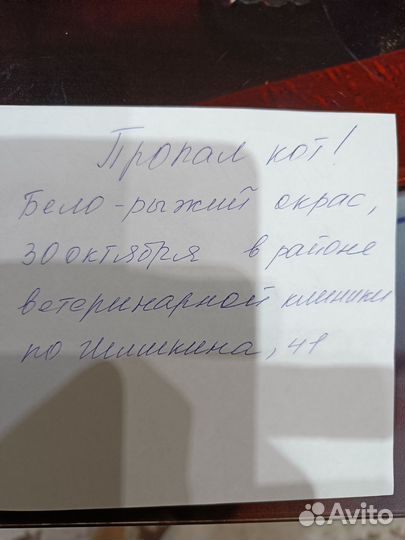 Потерялся кот