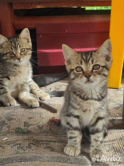 Красивые котята