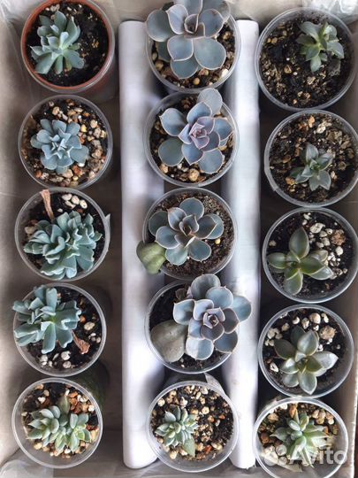 Суккуленты