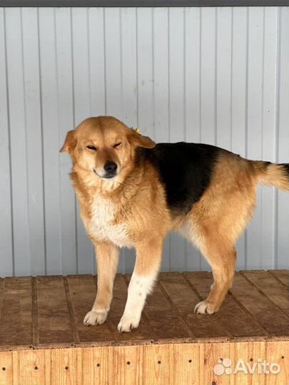 Шикарная добрая собака в отлове