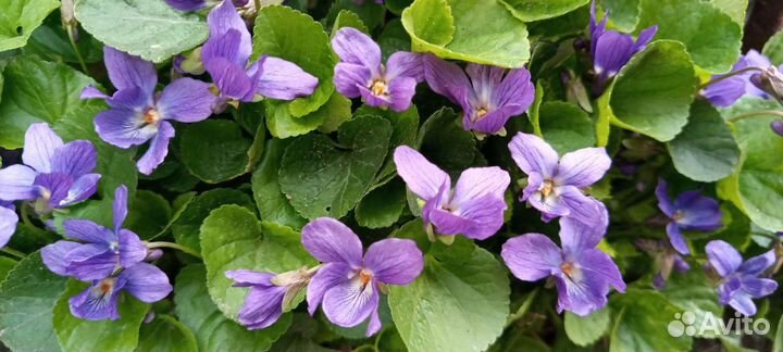 Фиалка садовая