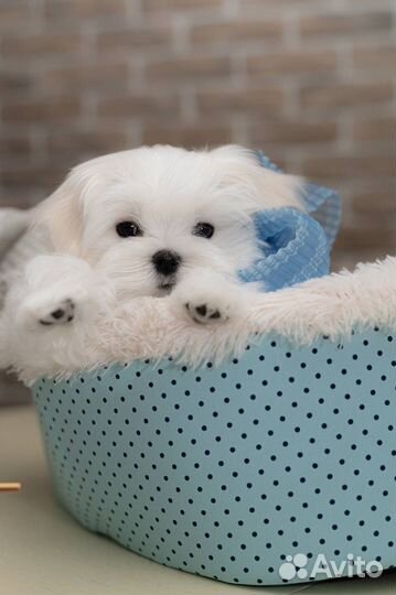 Мальтийская болонка