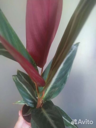 Строманта триостар