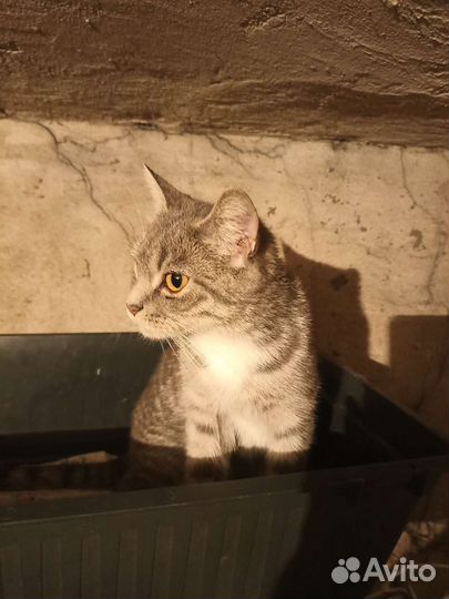 Кошка в надежные руки
