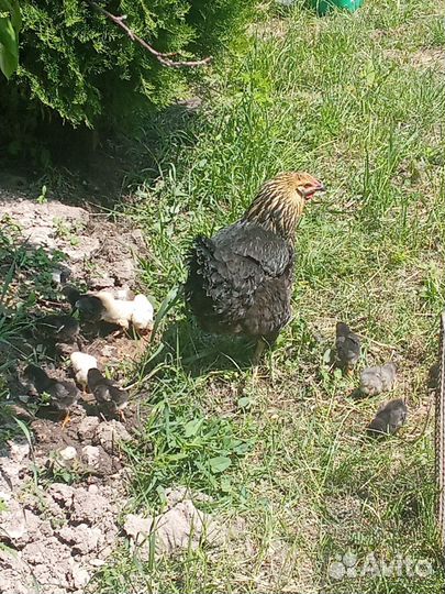 Куры несушки домашние