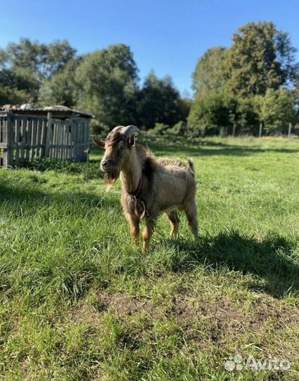 Камерунский козел