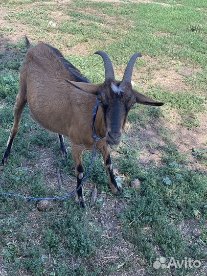 Коза дойная