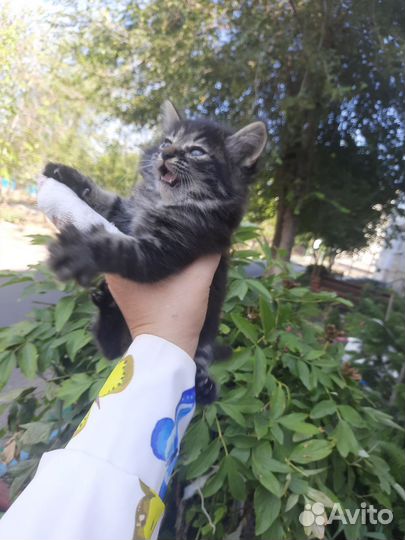 Кошка в дар бесплатно