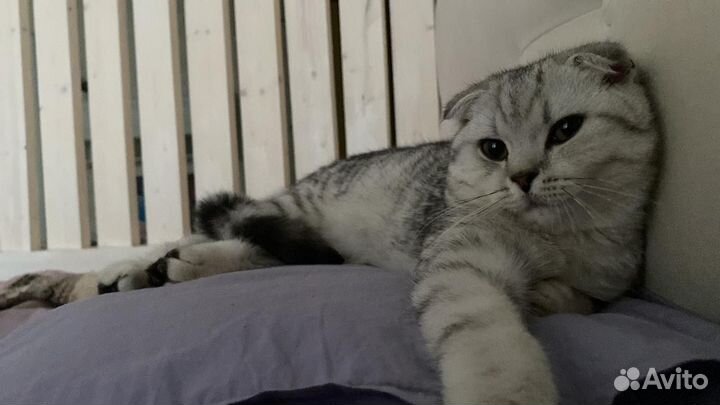 Шотландский вислоухий котик