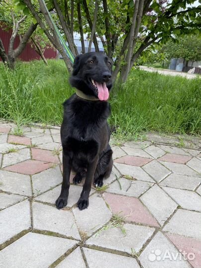 Молодая собачка в добрые руки