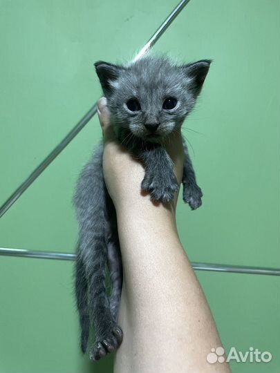 Котята от мейкуна