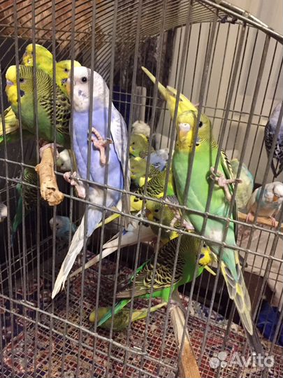 Волнистые попугаи