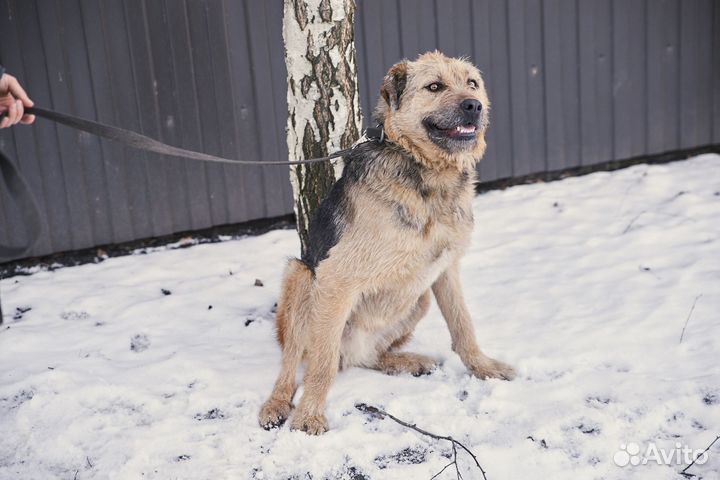 Хороший пёс Мюнхаузен в добрые руки