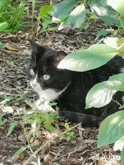 Возьмите котенка