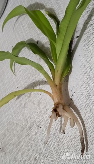 Хлорофитум