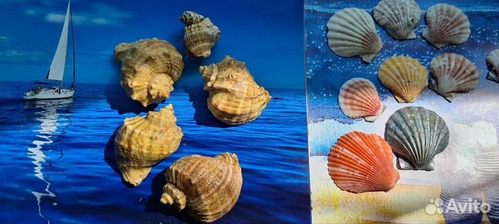 Морские ракушки морские камушки раковины