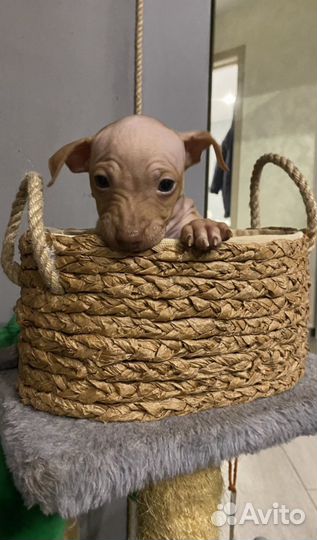 Американский голый терьер щенок