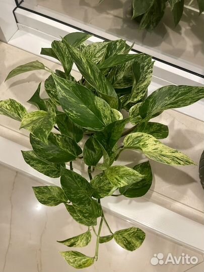 Эпипремнум в ассортименте