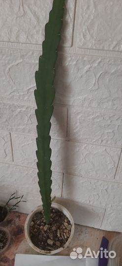 Кактусы, гуэрния, эпифиллум