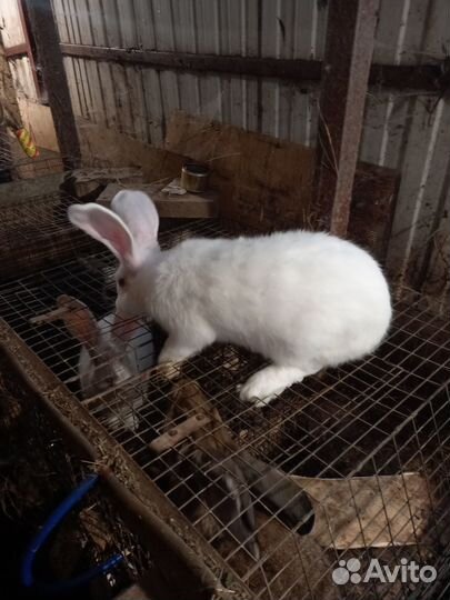 Ризены на племя