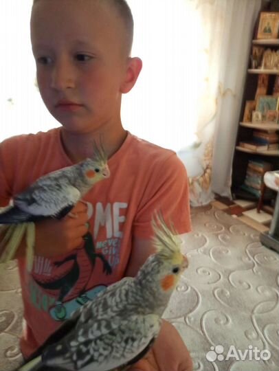 Попугай корелла
