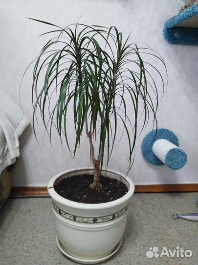 Продам драцену